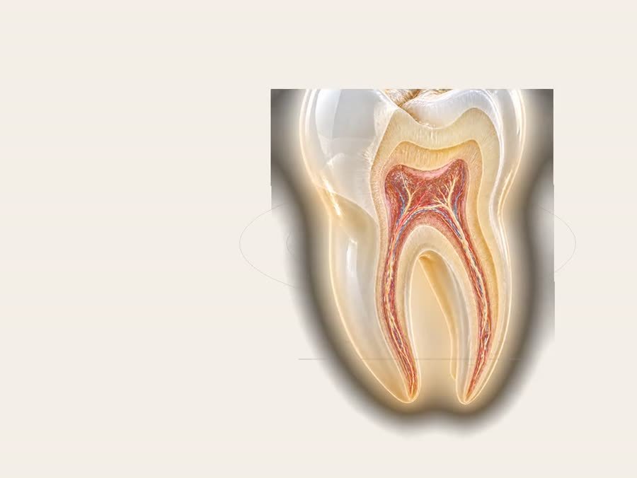 Detailed tooth anatomy